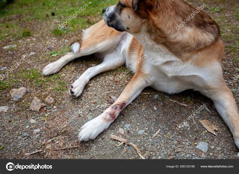 Saint Bernard And Husky Mix