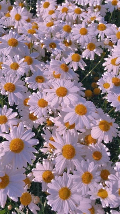 Daisies Daisy Cottage Core Nature White Yellow Green Aesthetic