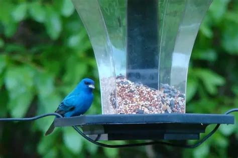 Facts About Indigo Buntings With Photos Bird Feeder Hub