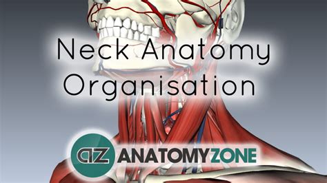 neck  interactive anatomy tutorials