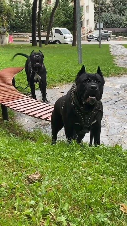 Cane Corso Vs Dogo Argentinogerman Sheperd Youtube