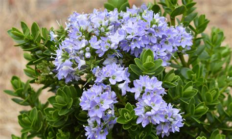 Plant Growers Australia Hebe Summer Blue