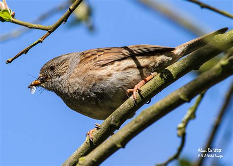 Dunnock • Breeding strategies