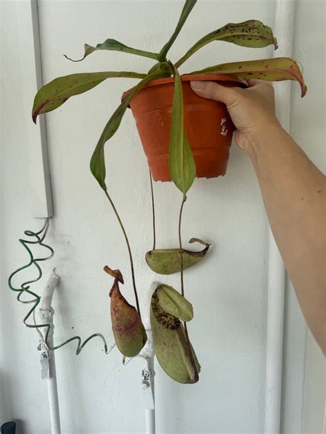 Nepenthes Pitcher Plant Viking X Rafflesiana X Northiana L Size