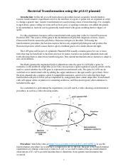 Exploring Bacterial Transformation Pglo Plasmid Experiment Course Hero