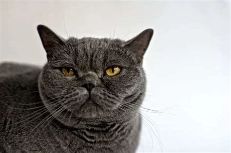 Where To Find British Shorthair Cats For Rehoming My British Shorthair