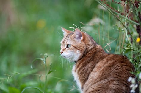 Fotos Gratis Césped Fauna Silvestre Mascota Felino Animal