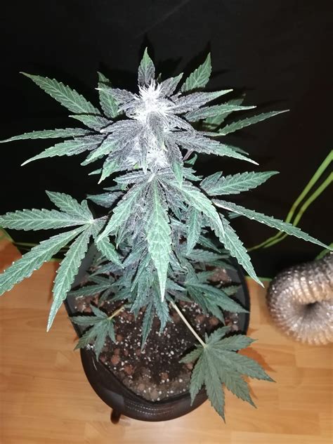 Royal Queen Seeds Purplematic CBD Grow Journal Week7 By Djesus