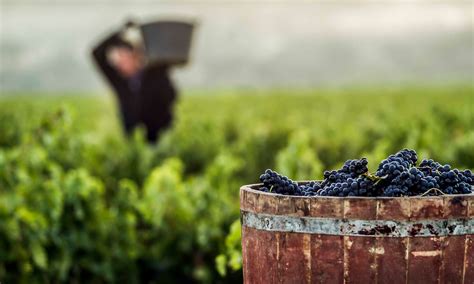 Normas De Campa A Para La Vendimia Vino De Rioja