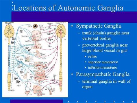 Chapter 14 Autonomic Nervous System The Autonomic