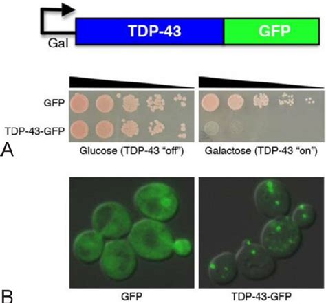 Yeast TDP 43 Proteinopathy Model A TDP 43 Expression Construct Under