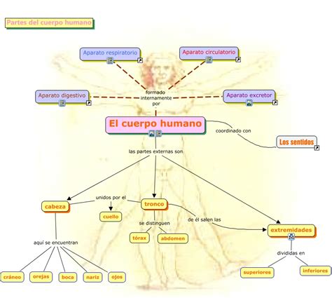 Mapa Del Cuerpo Humano