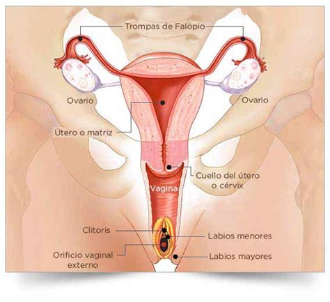 Trascendencia Problema Indica Utero Partes Anatomicas Seno Dificil