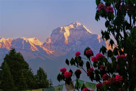 The Himalayas and the Flowers Stock Photo - Image of climatically, edge: 150076268