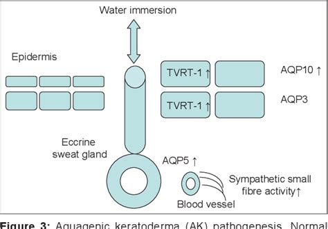 Pdf Aquagenic Keratoderma Two New Case Reports And A New Hypothesis