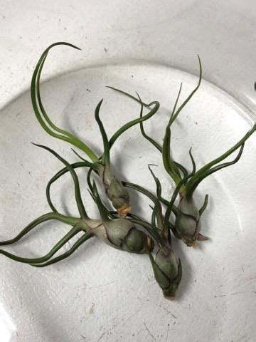 Z Out Of Stock Airplant Tillandsia Bulbosa Guatemala Air