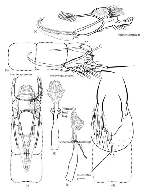 Betrichia Alibrachia Sp N Male Genitalia A Segments Ix X Left Download Scientific Diagram