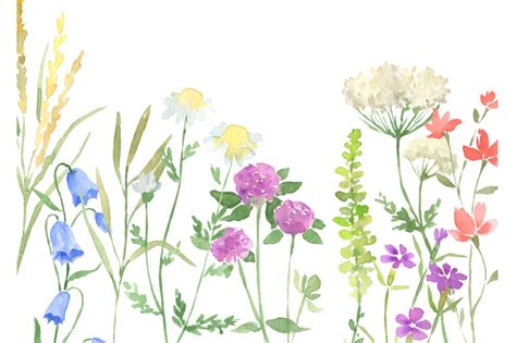 Watercolor Wildflowers Clipart Botanical Floral Files Flowers Clip Art