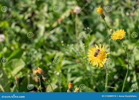 Gran Campo De Flores Una Abeja Se Sienta Sobre Una Flor Amarilla