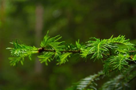 Premium Photo | Closeup branch of fir tree in forest