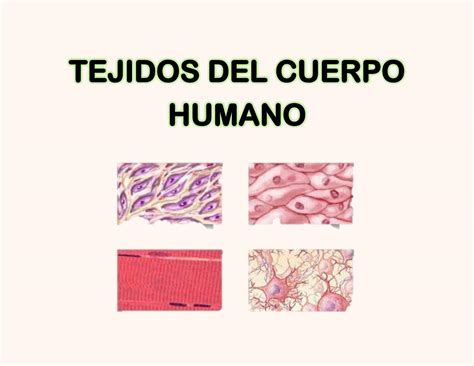 SOLUTION Tejidos Del Cuerpo Humano Studypool