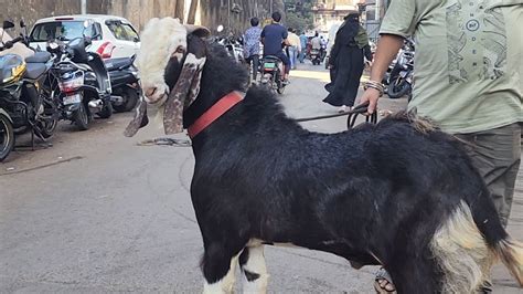 Dongri Main Naved Bhai Ke Bakro Ki Dhoom Big Goats Gujri Kota Aur