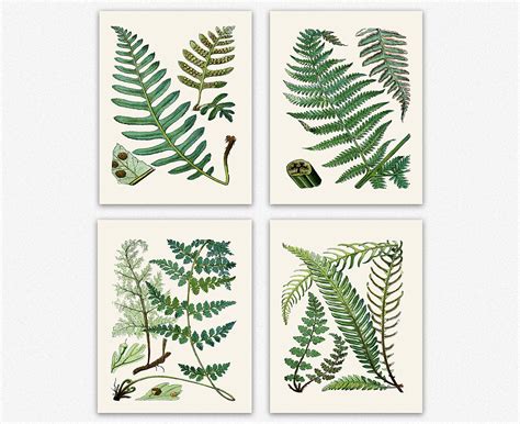 Fern Print Set Of Fern Botanical Prints Fern Posters Botanical Wall