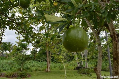 Plaza Eco Borinquen ZeePuertoRico