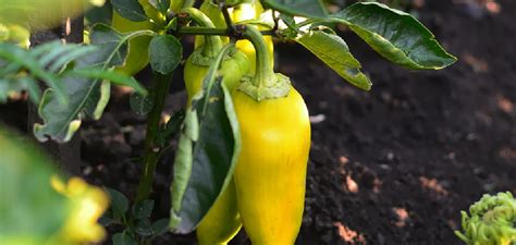 how to fix yellow leaves on pepper plants