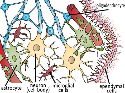 Color The Neuron And Neuroglial Cells