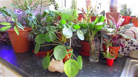 Houseplants And Cacti And Succulents Tour Part One The Kitchen Youtube