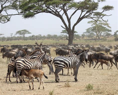 Serengeti Great Migration - Barking Zebra Tours