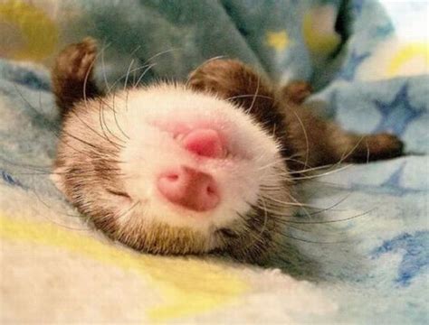 Acid Picdump 97 Pics Funny Ferrets Cute Little Animals Baby Ferrets