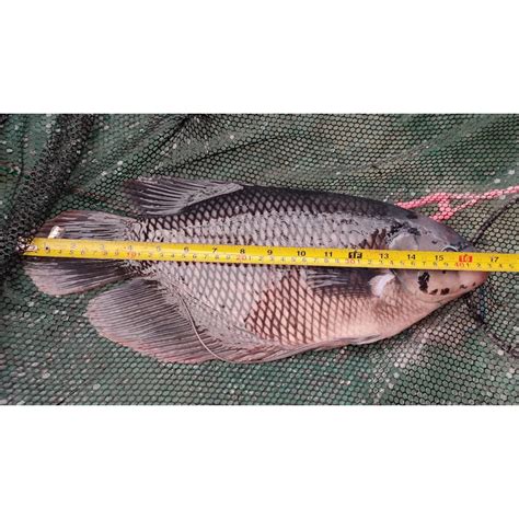 Jual Ikan Gurami Hidup Indukan Gurame Shopee Indonesia