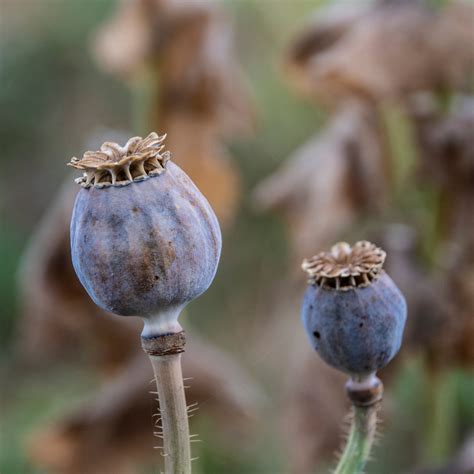 poppy garden breadseed foundroot