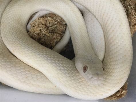 ヘビの卵。 ちまめの飼育部屋