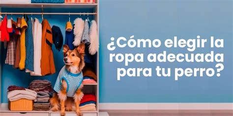 Cómo elegir la ropa adecuada para tu perro Little Neru Pet Shop