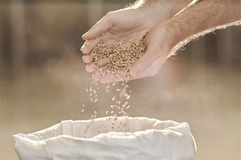 Da Li E Srbija Mo I Da Ostvari Rekordan Izvoz P Enice Agro Tv