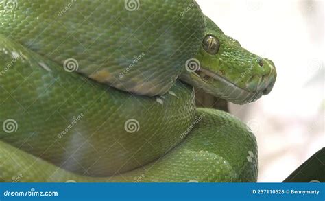 Python Morelia Viridis Stockfoto Bild Von Halbinsel 237110528