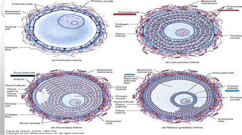 Female Reproductive System 2 Histology Of Ovary Oogenesis