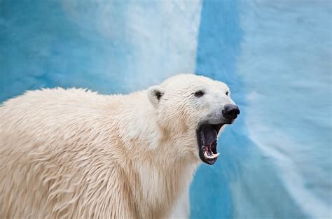 Watch: Polar Bears Are Apparently Hunting Reindeer Now