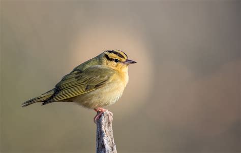 Worm-eating Warbler – Indiana Audubon