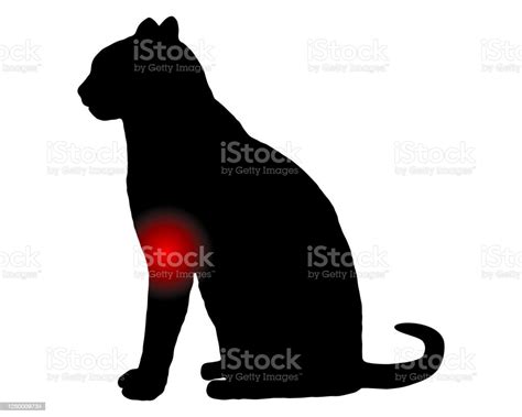 Cat With Pain In The Foreleg On White Stock Illustration Download