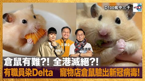 倉鼠有難 全港滅絕 有職員染delta寵物店內有倉鼠驗出新冠病毒｜瘋中三子｜蔡浩樑（蔡蔡子）、王德全、蝌蚪 Youtube