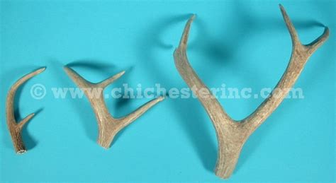 Deer Antler Tips Or Mule Deer Antler Tips Or Elk Antler Tips Points 2 3 4 Two Three Four