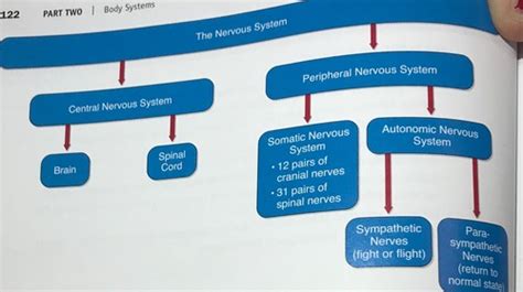 The Nervous System Flashcards Quizlet