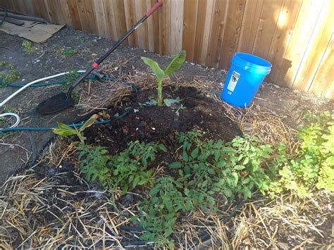 The Scientific Gardener: 5/1/21 - 6/1/21