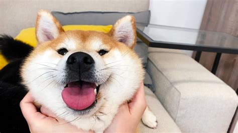 Oka The Shiba Inu 柴犬oka 自從養了柴犬，回家後總能給你驚喜 I Beauty Media