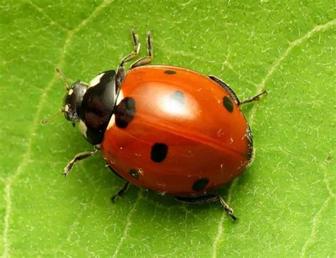 10 Types Of Ladybugs Species Identification And Photos