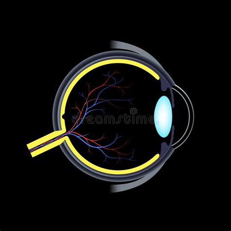 Eye Anatomy Poster Stock Illustration Illustration Of Vector